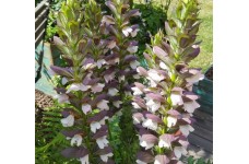 ACANTHUS MOLLIS MORNING CANDLE BEARS BREACHES PERENNIAL SEEDS - 5 SEEDS ACANTHUS MOLLIS MORNING CANDLE BEARS BREACHES PERENNIAL SEEDS - 5 SEEDS