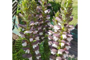 ACANTHUS MOLLIS MORNING CANDLE BEARS BREACHES PERENNIAL SEEDS - 5 SEEDS