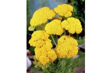 ACHILLEA FILIPENDULINA CLOTH OF GOLD SEEDS - YELLOW YARROW - 500 SEEDS ACHILLEA FILIPENDULINA CLOTH OF GOLD SEEDS - YELLOW YARROW - 500 SEEDS