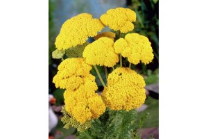 ACHILLEA FILIPENDULINA CLOTH OF GOLD SEEDS - YELLOW YARROW - 500 SEEDS