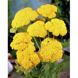 ACHILLEA FILIPENDULINA CLOTH OF GOLD SEEDS - YELLOW YARROW - 500 SEEDS
