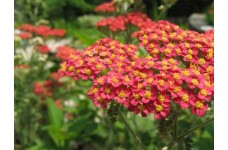 ACHILLEA MILLEFOLIUM RUBRA RED YARROW - 250 SEEDS ACHILLEA MILLEFOLIUM RUBRA RED YARROW - 250 SEEDS