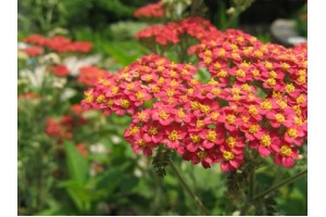 ACHILLEA MILLEFOLIUM RUBRA RED YARROW - 250 SEEDS