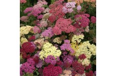ACHILLEA MILLEFOLIUM SUMMER PASTELS PERENNIAL SEEDS - 100 SEEDS ACHILLEA MILLEFOLIUM SUMMER PASTELS PERENNIAL SEEDS - 100 SEEDS