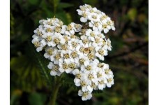 ACHILLEA MILLEFOLIUM WHITE - WHITE YARROW - 500 SEEDS ACHILLEA MILLEFOLIUM WHITE - WHITE YARROW - 500 SEEDS