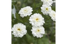 ACHILLEA PTARMICA BALLERINA SEEDS - PURE WHITE DOUBLE FLOWERS - 250 SEEDS ACHILLEA PTARMICA BALLERINA SEEDS - PURE WHITE DOUBLE FLOWERS - 250 SEEDS