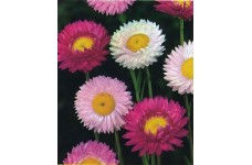ACROCLINIUM GRANDIFLORUM MIXED COLOUR SEEDS - HELIPTERUM ROSEUM - 100 SEEDS ACROCLINIUM GRANDIFLORUM MIXED COLOUR SEEDS - HELIPTERUM ROSEUM - 100 SEEDS