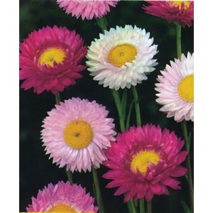 ACROCLINIUM GRANDIFLORUM MIXED COLOUR SEEDS - HELIPTERUM ROSEUM - 100 SEEDS