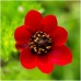 ADONIS AESTIVALIS SEEDS - RED FLOWERED SUMMER PHEASANTS EYE - 100 SEEDS