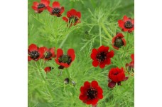 ADONIS AESTIVALIS SEEDS - RED FLOWERED SUMMER PHEASANTS EYE - 100 SEEDS ADONIS AESTIVALIS SEEDS - RED FLOWERED SUMMER PHEASANTS EYE - 100 SEEDS