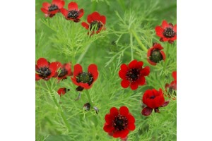 ADONIS AESTIVALIS SEEDS - RED FLOWERED SUMMER PHEASANTS EYE - 100 SEEDS