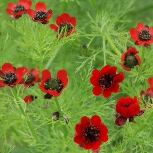 ADONIS AESTIVALIS SEEDS - RED FLOWERED SUMMER PHEASANTS EYE - 100 SEEDS