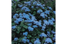 AGERATUM HOUSTONIANUM BLUE MINK SEEDS - 750 SEEDS AGERATUM HOUSTONIANUM BLUE MINK SEEDS - 750 SEEDS