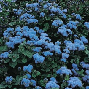 AGERATUM HOUSTONIANUM BLUE MINK SEEDS - 750 SEEDS