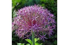 ALLIUM CHRISTOPHII SEEDS - STAR OF PERSIA - 25 SEEDS ALLIUM CHRISTOPHII SEEDS - STAR OF PERSIA - 25 SEEDS