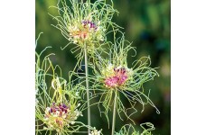 ALLIUM HAIR SEEDS - 10 SEEDS ALLIUM HAIR SEEDS - 10 SEEDS