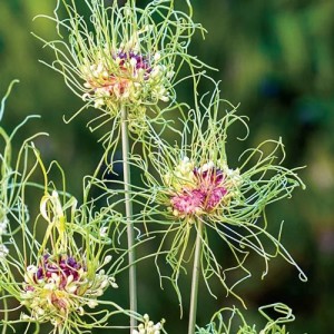 ALLIUM HAIR SEEDS - 10 SEEDS