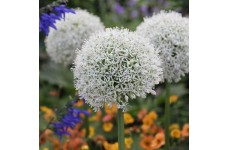 ALLIUM STIPITATUM WHITE MOUNT EVEREST - 25 SEEDS ALLIUM STIPITATUM WHITE MOUNT EVEREST - 25 SEEDS