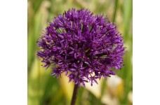 ALLIUM HOLLANDICUM PURPLE SENSATION - 25 SEEDS ALLIUM HOLLANDICUM PURPLE SENSATION - 25 SEEDS