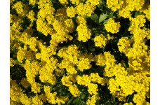 ALYSSUM MONTANUM MOUNTAIN GOLD PERENNIAL SEEDS - 200 SEEDS ALYSSUM MONTANUM MOUNTAIN GOLD PERENNIAL SEEDS - 200 SEEDS