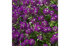 ALYSSUM ORIENTAL NIGHTS SEEDS - LOBULARIA MARITMA - 500 SEEDS ALYSSUM ORIENTAL NIGHTS SEEDS - LOBULARIA MARITMA - 500 SEEDS