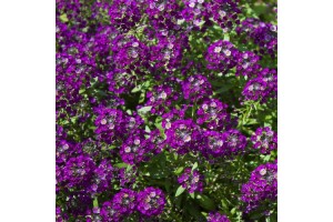 ALYSSUM ORIENTAL NIGHTS SEEDS - LOBULARIA MARITMA - 500 SEEDS