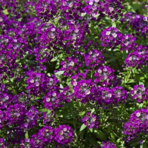 ALYSSUM ORIENTAL NIGHTS SEEDS - LOBULARIA MARITMA - 500 SEEDS