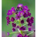 ALYSSUM ORIENTAL NIGHTS SEEDS - LOBULARIA MARITMA - 500 SEEDS
