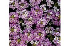 ALYSSUM ROYAL CARPET SEEDS - 500 SEEDS ALYSSUM ROYAL CARPET SEEDS - 500 SEEDS