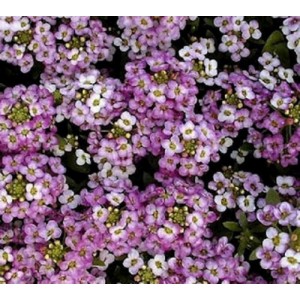 ALYSSUM ROYAL CARPET SEEDS - 500 SEEDS