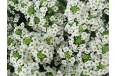 ALYSSUM SNOW CARPET SEEDS (CARPET OF SNOW / SNOW CLOTH) - 500 SEEDS ALYSSUM SNOW CARPET SEEDS (CARPET OF SNOW / SNOW CLOTH) - 500 SEEDS