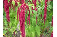 AMARANTHUS CAUDATUS RED SEEDS - 750 SEEDS AMARANTHUS CAUDATUS RED SEEDS - 750 SEEDS
