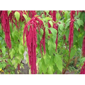 AMARANTHUS CAUDATUS RED SEEDS - 750 SEEDS