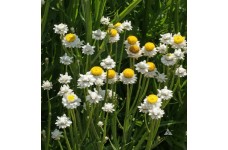 AMMOBIUM ALATUM SEEDS - WINGED EVERLASTING SEEDS - 250 SEEDS AMMOBIUM ALATUM SEEDS - WINGED EVERLASTING SEEDS - 250 SEEDS