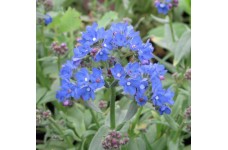 ANCHUSA CAPENSIS BLUE ANGEL PERENNIAL SEEDS - 100 SEEDS ANCHUSA CAPENSIS BLUE ANGEL PERENNIAL SEEDS - 100 SEEDS