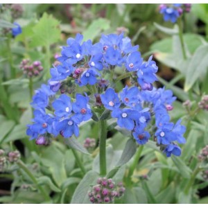 ANCHUSA CAPENSIS BLUE ANGEL PERENNIAL SEEDS - 100 SEEDS