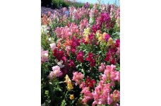 ANTIRRHINUM CHEERIO MIX SEEDS - MIXED COLOUR SNAPDRAGON SEEDS - 350 SEEDS ANTIRRHINUM CHEERIO MIX SEEDS - MIXED COLOUR SNAPDRAGON SEEDS - 350 SEEDS