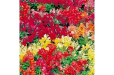 ANTIRRHINUM MAGIC CARPET MIX SEEDS - MIXED COLOUR SNAPDRAGON SEEDS - 500 SEEDS ANTIRRHINUM MAGIC CARPET MIX SEEDS - MIXED COLOUR SNAPDRAGON SEEDS - 500 SEEDS