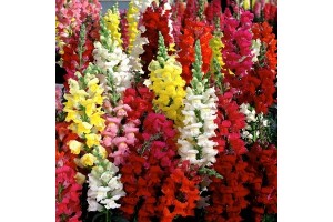 ANTIRRHINUM MAJUS MAXIMUM TALL MIX SEEDS - MIXED COLOURS SNAPDRAGON SEEDS - 500 SEEDS