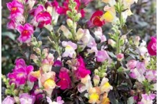 ANTIRRHINUM MAJUS NANUM CROWN MIX SEEDS - MIXED COLOUR SNAPDRAGON - 500 SEEDS ANTIRRHINUM MAJUS NANUM CROWN MIX SEEDS - MIXED COLOUR SNAPDRAGON - 500 SEEDS