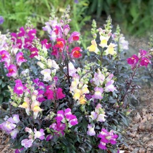 ANTIRRHINUM TWILIGHT MIXED SEEDS - MIXED COLOUR SNAPDRAGON - 250 SEEDS