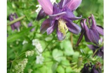 AQUILEGIA SEEDS - MIXED COLOURS - 250 SEEDS AQUILEGIA SEEDS - MIXED COLOURS - 250 SEEDS
