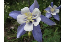 AQUILEGIA CAERULEA COLUMBINE BLUE - 100 SEEDS AQUILEGIA CAERULEA COLUMBINE BLUE - 100 SEEDS