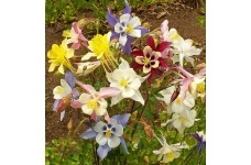 AQUILEGIA MCKANA GIANT HYBRIDS PERENNIAL SEEDS - 100 SEEDS AQUILEGIA MCKANA GIANT HYBRIDS PERENNIAL SEEDS - 100 SEEDS