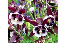 AQUILEGIA VULGARIS COLUMBINE WILLIAM GUINNESS - GRANNYS BONNET - 100 SEEDS AQUILEGIA VULGARIS COLUMBINE WILLIAM GUINNESS - GRANNYS BONNET - 100 SEEDS