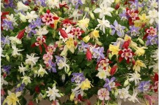 AQUILEGIA COLUMBINE VULGARIS DWARF MIX SEEDS - MIXED COLOUR - 100 SEEDS AQUILEGIA COLUMBINE VULGARIS DWARF MIX SEEDS - MIXED COLOUR - 100 SEEDS