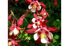 AQUILEGIA CAERULEA COLUMBINE CRIMSON STAR SEEDS - GRANNYS BONNET - 100 SEEDS AQUILEGIA CAERULEA COLUMBINE CRIMSON STAR SEEDS - GRANNYS BONNET - 100 SEEDS