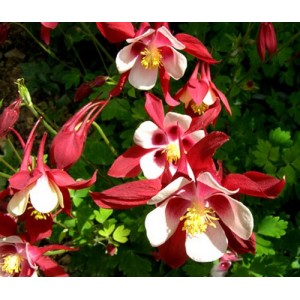 AQUILEGIA CAERULEA COLUMBINE CRIMSON STAR SEEDS - GRANNYS BONNET - 100 SEEDS AQUILEGIA CAERULEA COLUMBINE CRIMSON STAR SEEDS - GRANNYS BONNET - 100 SEEDS