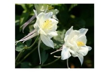 AQUILEGIA COLUMBINE CRYSTAL STAR WHITE SEEDS - GRANNYS BONNET - 100 SEEDS AQUILEGIA COLUMBINE CRYSTAL STAR WHITE SEEDS - GRANNYS BONNET - 100 SEEDS