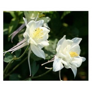 AQUILEGIA COLUMBINE CRYSTAL STAR WHITE SEEDS - GRANNYS BONNET - 100 SEEDS